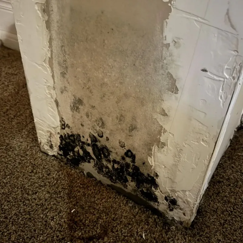 Professional Mold Removal in Tipton, PA